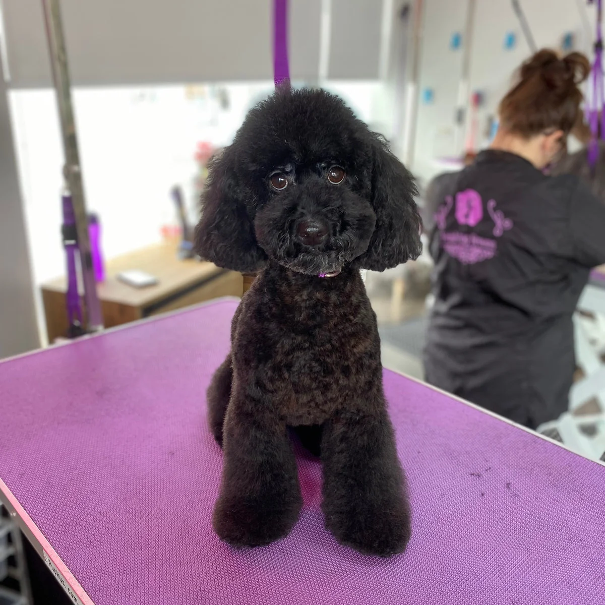 Black poodle in an Asian fusion trim on the lilac grooming table