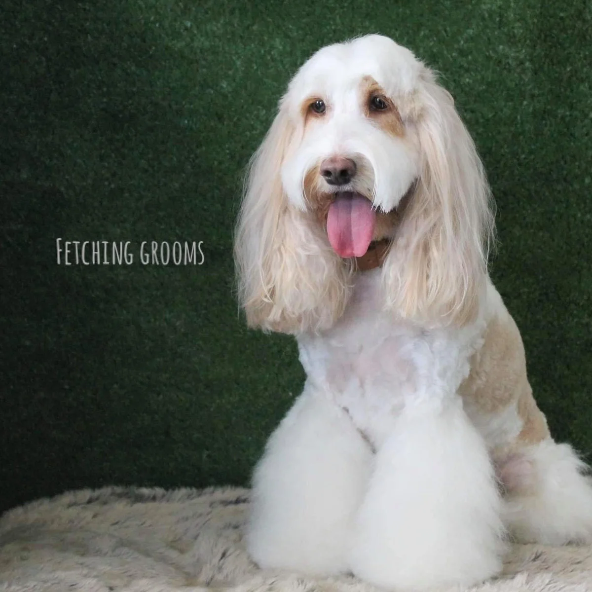 Cream doodle in an Asian fusion teddy bear trim