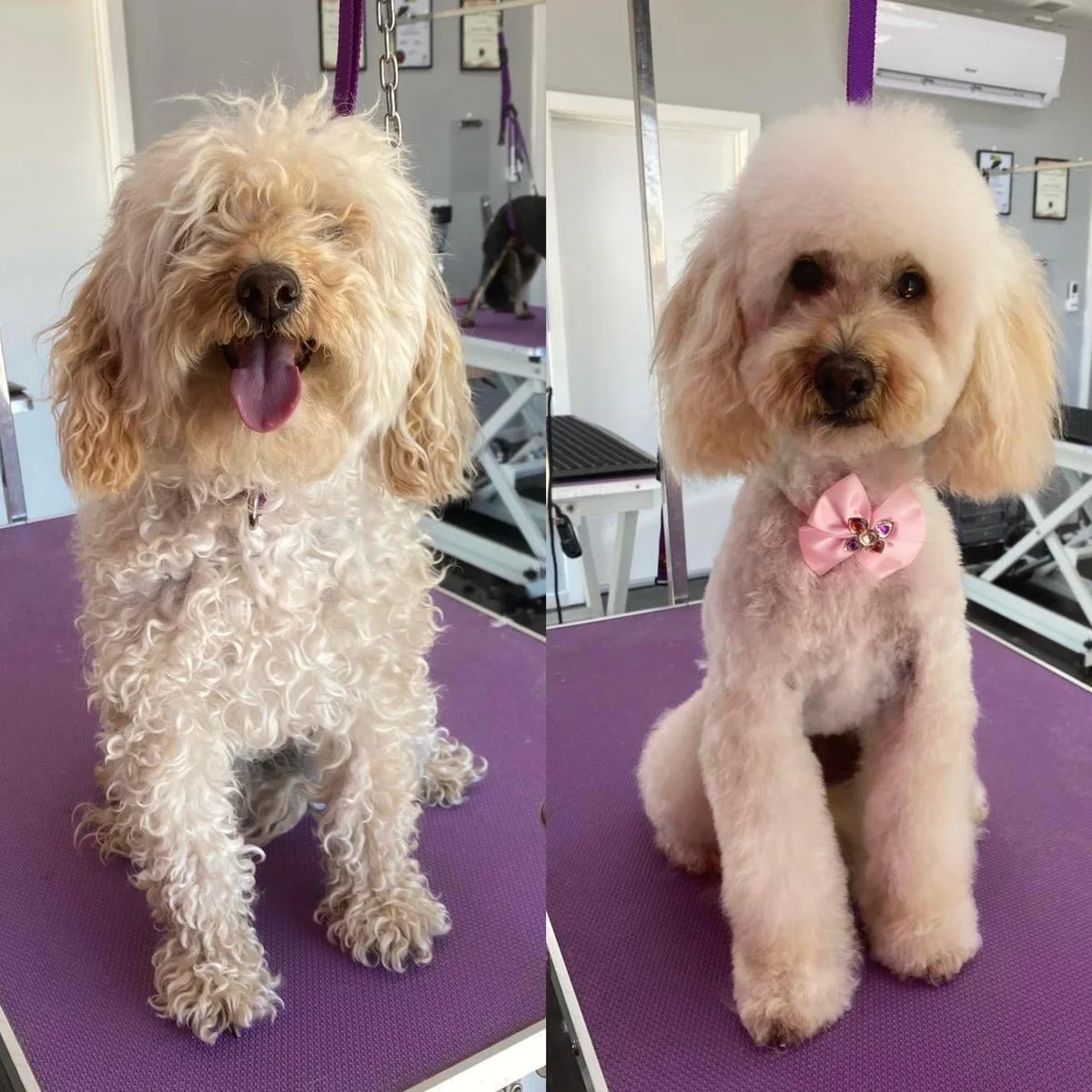 Poodle with a pink bow in an Asian fusion style on the lilac table