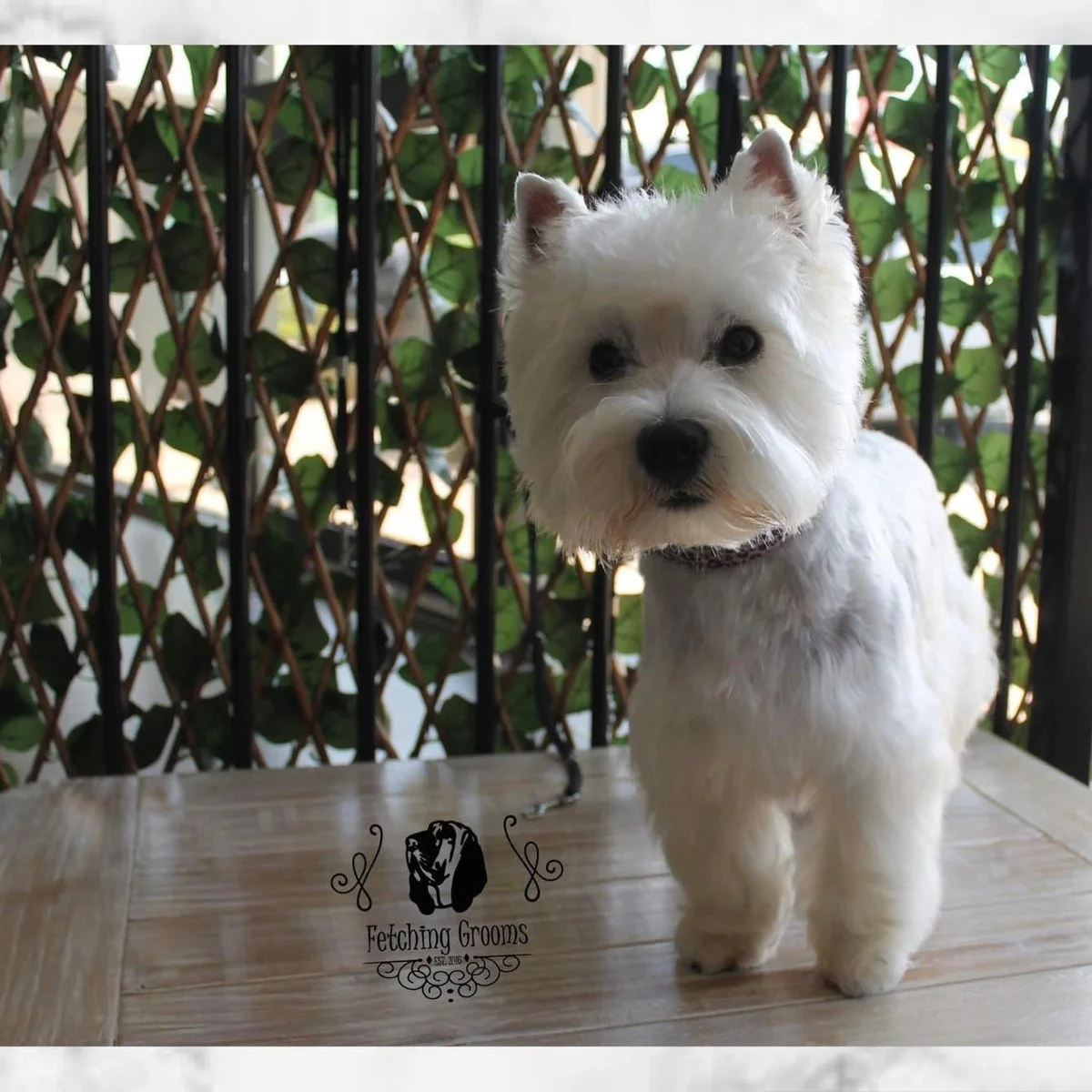 West Highland terrier in a fresh westie clip