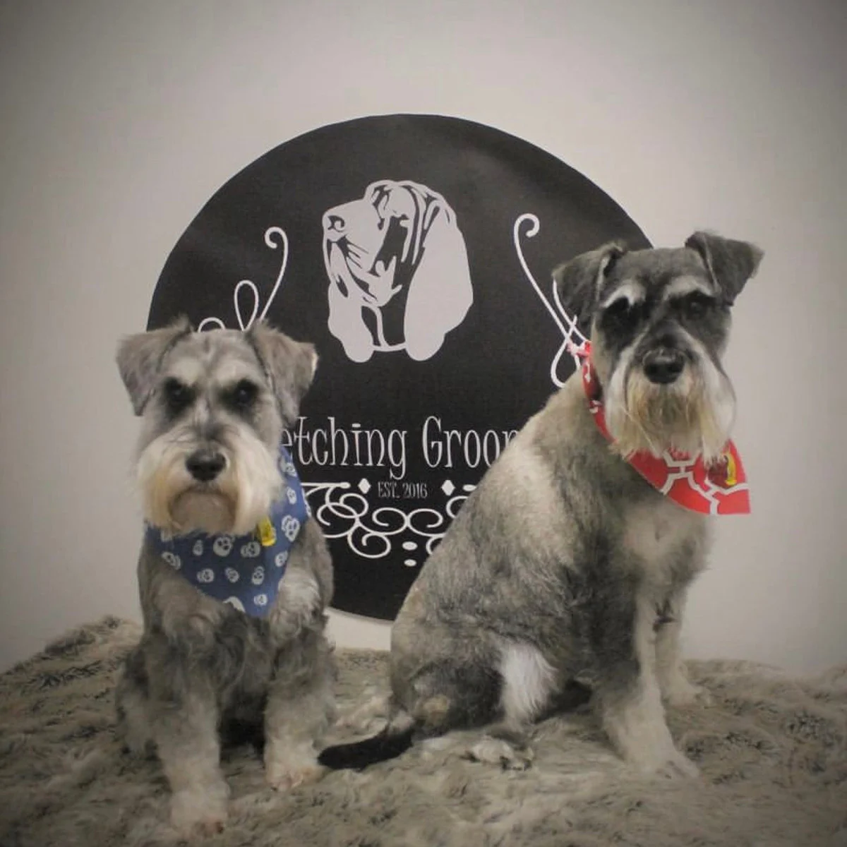 Two schnauzers in bandannas seated before the Fetching Grooms backdrop