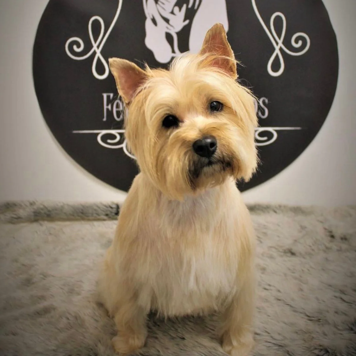 Small terrier seated before the round black backdrop