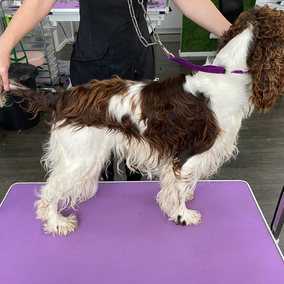 Springer spaniel being finished on the lilac grooming table