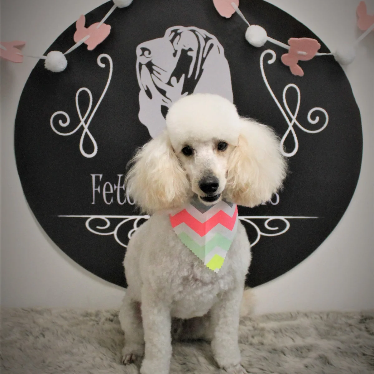 White poodle wearing a rainbow bandanna at the backdrop