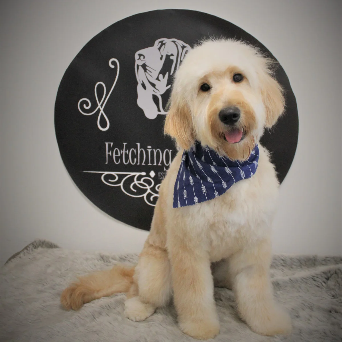 Doodle in a navy bandanna at the round black backdrop
