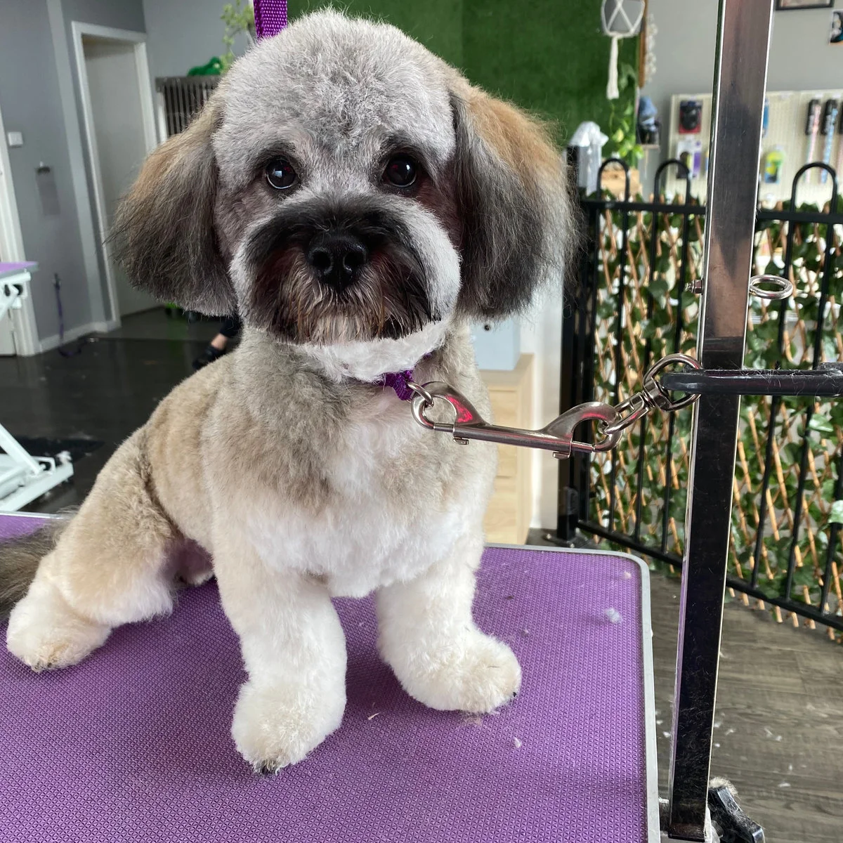 Small dog freshly groomed on the lilac table