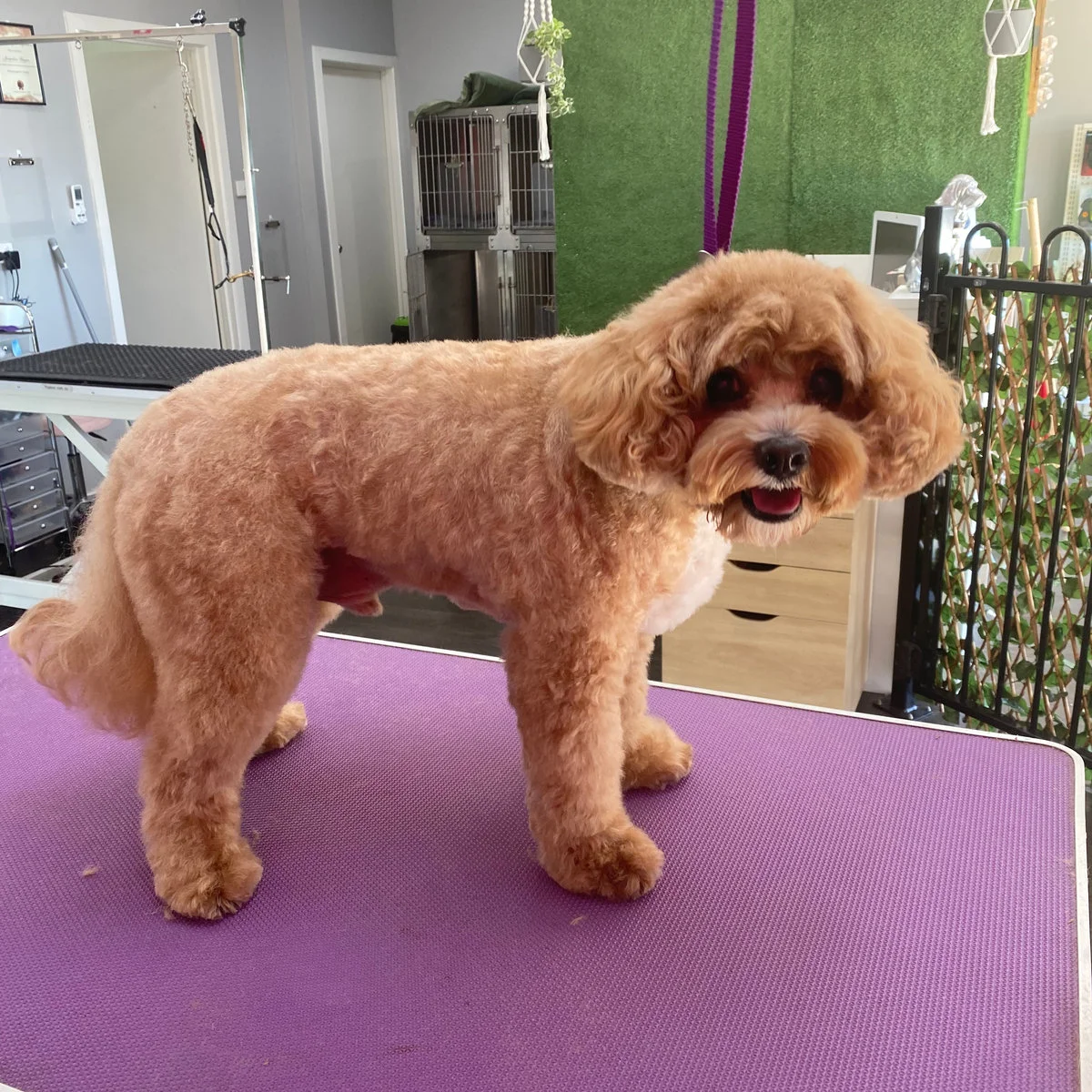 Red poodle mix in a longer style clip