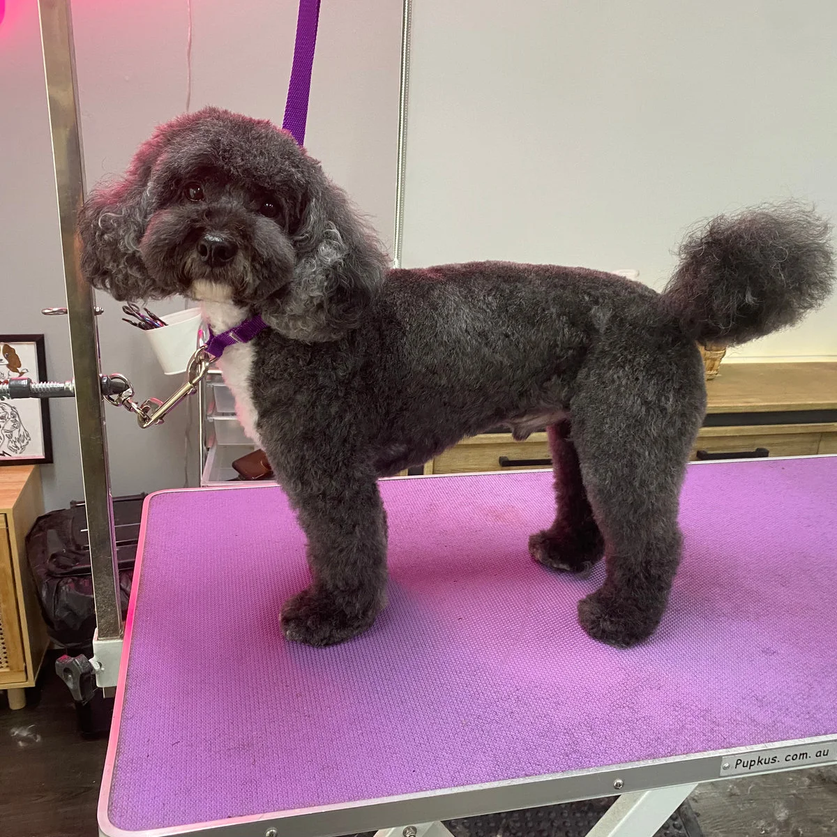 Dark poodle mix styled on the lilac grooming table
