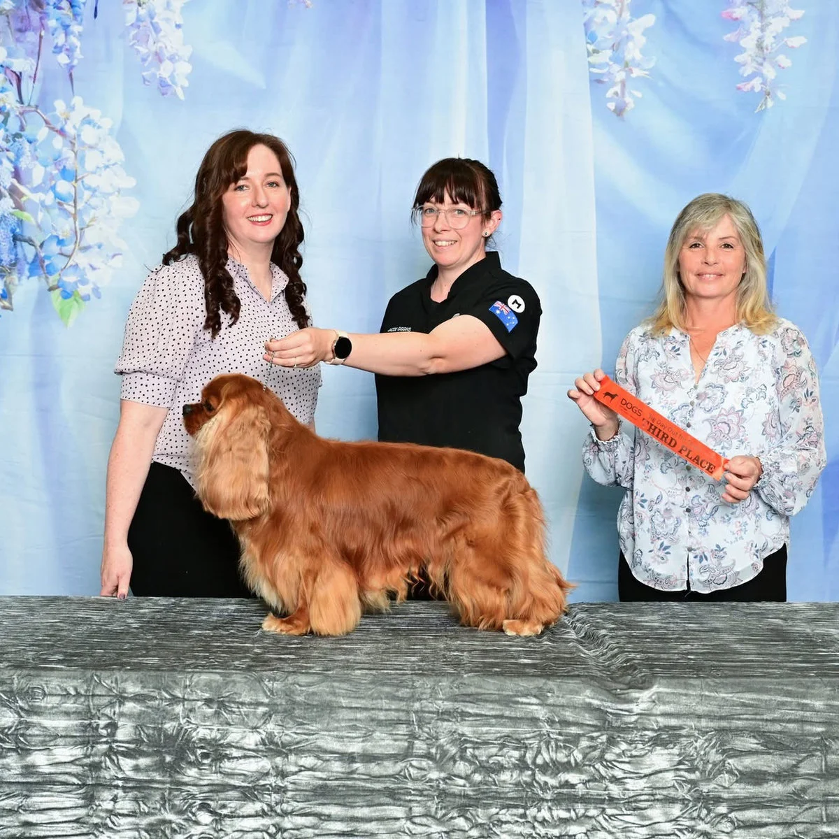 Fetching Grooms team and dogs at a grooming competition