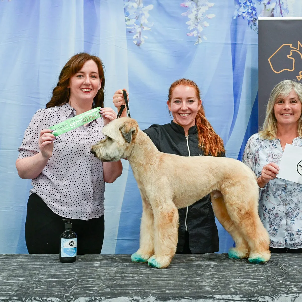 Fetching Grooms team and dogs at a grooming competition