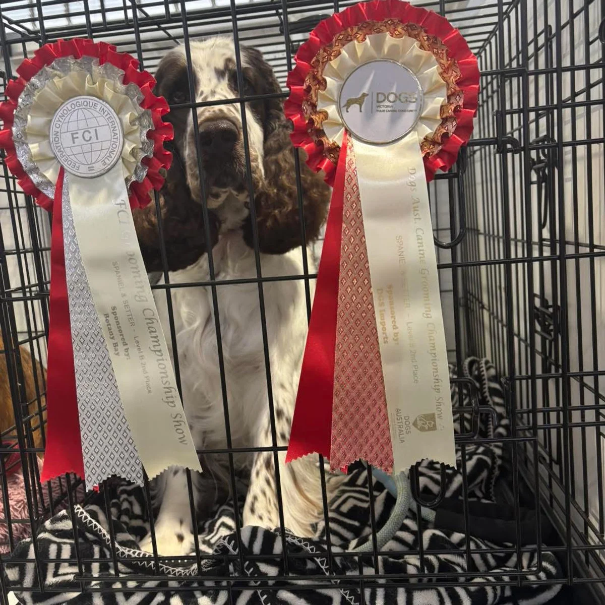 Fetching Grooms team and dogs at a grooming competition