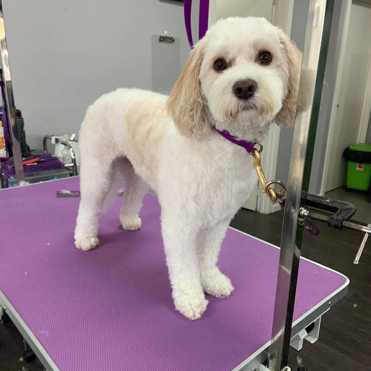 Freshly full-groomed dog standing on the lilac grooming table