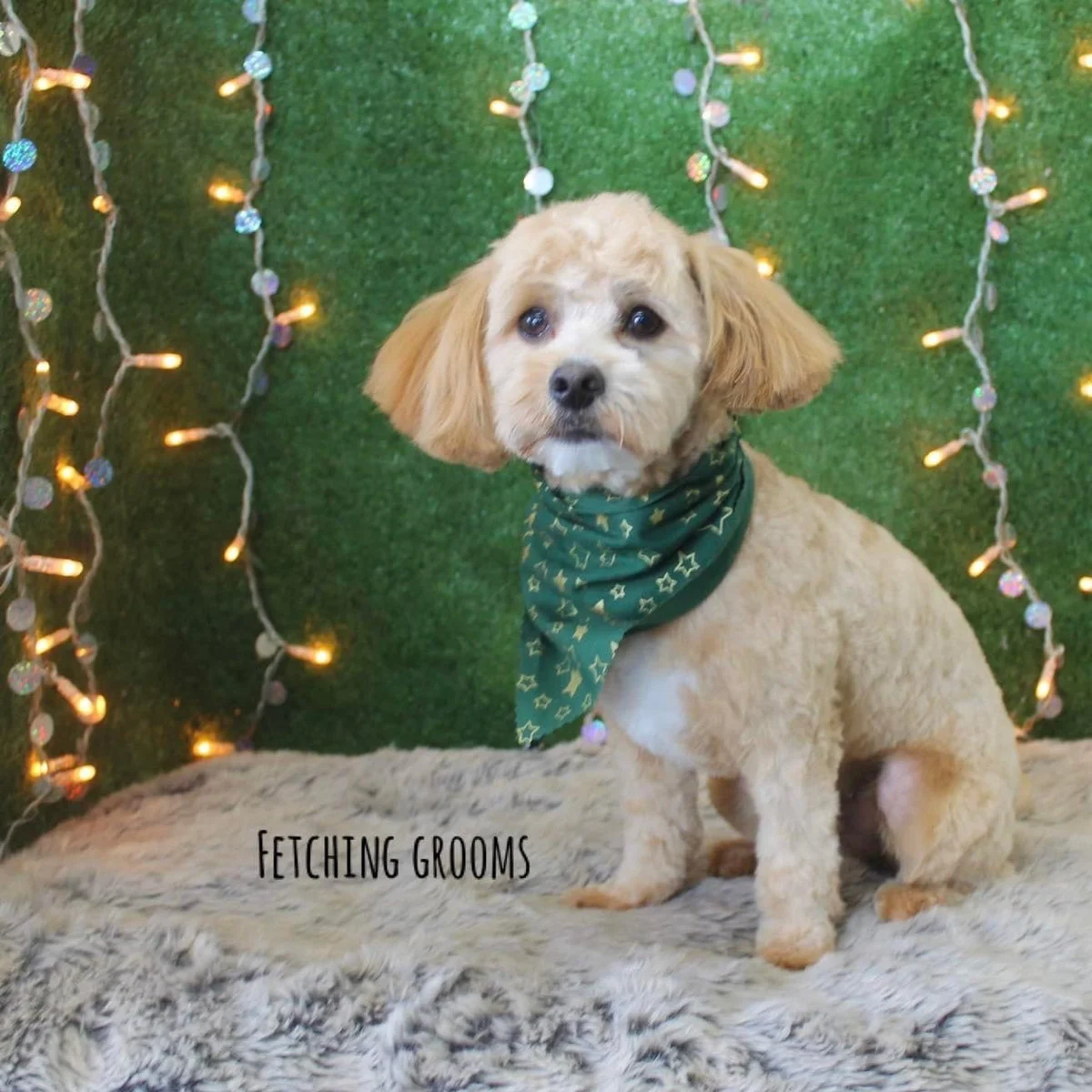 Doodle wearing a Fetching Grooms bandanna