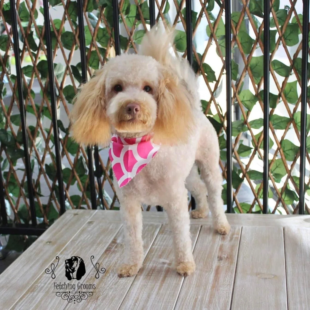 Apricot doodle posed at the Fetching Grooms backdrop after a full groom