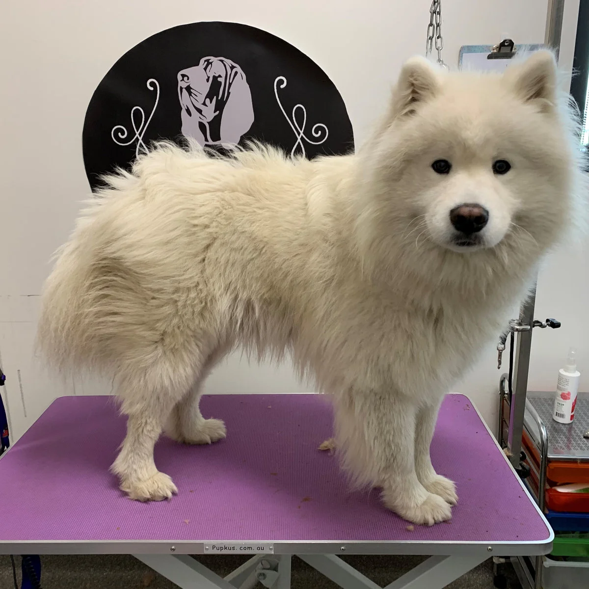 Samoyed on the lilac grooming table after a nordic shed-less bath
