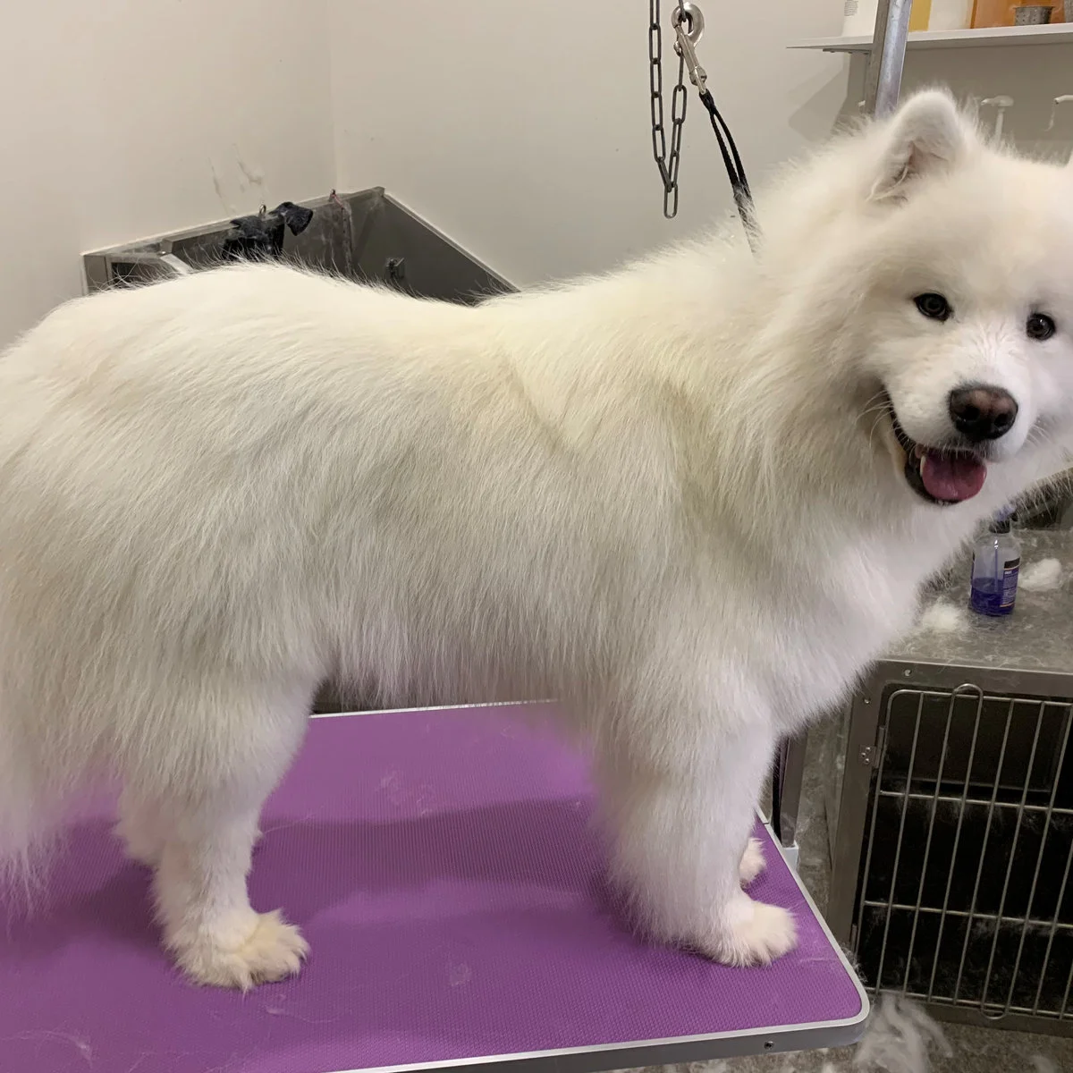 Fluffy white samoyed coat fully dried and brushed out