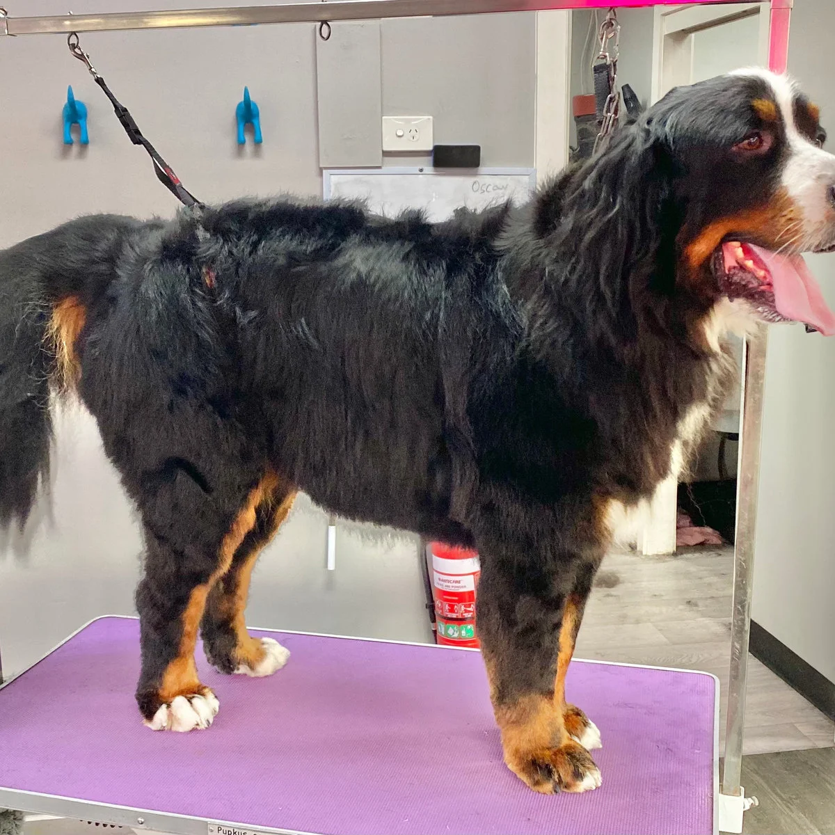 Bernese mountain dog standing after a nordic shed-less bath