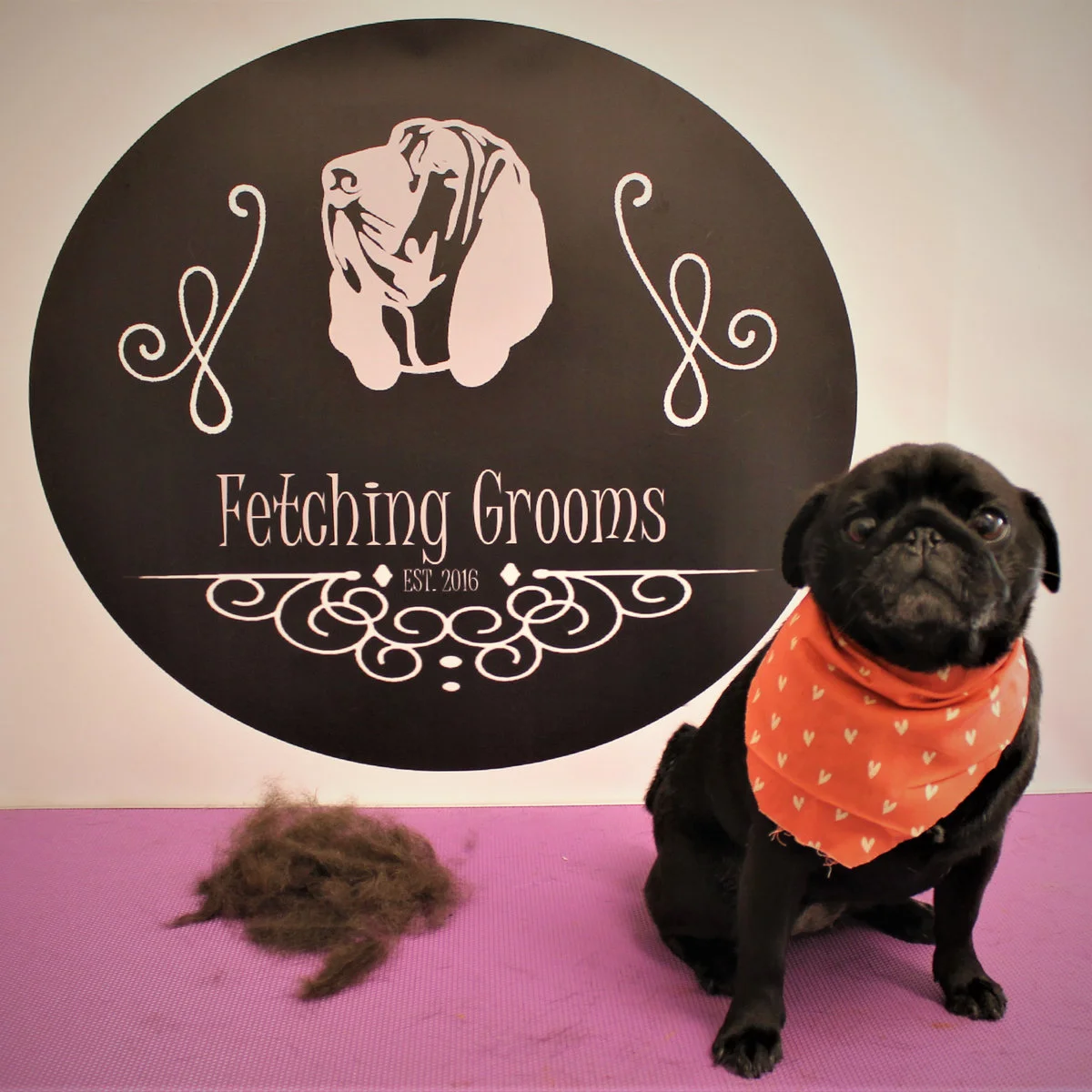 Pug in an orange bandanna beside the Fetching Grooms backdrop