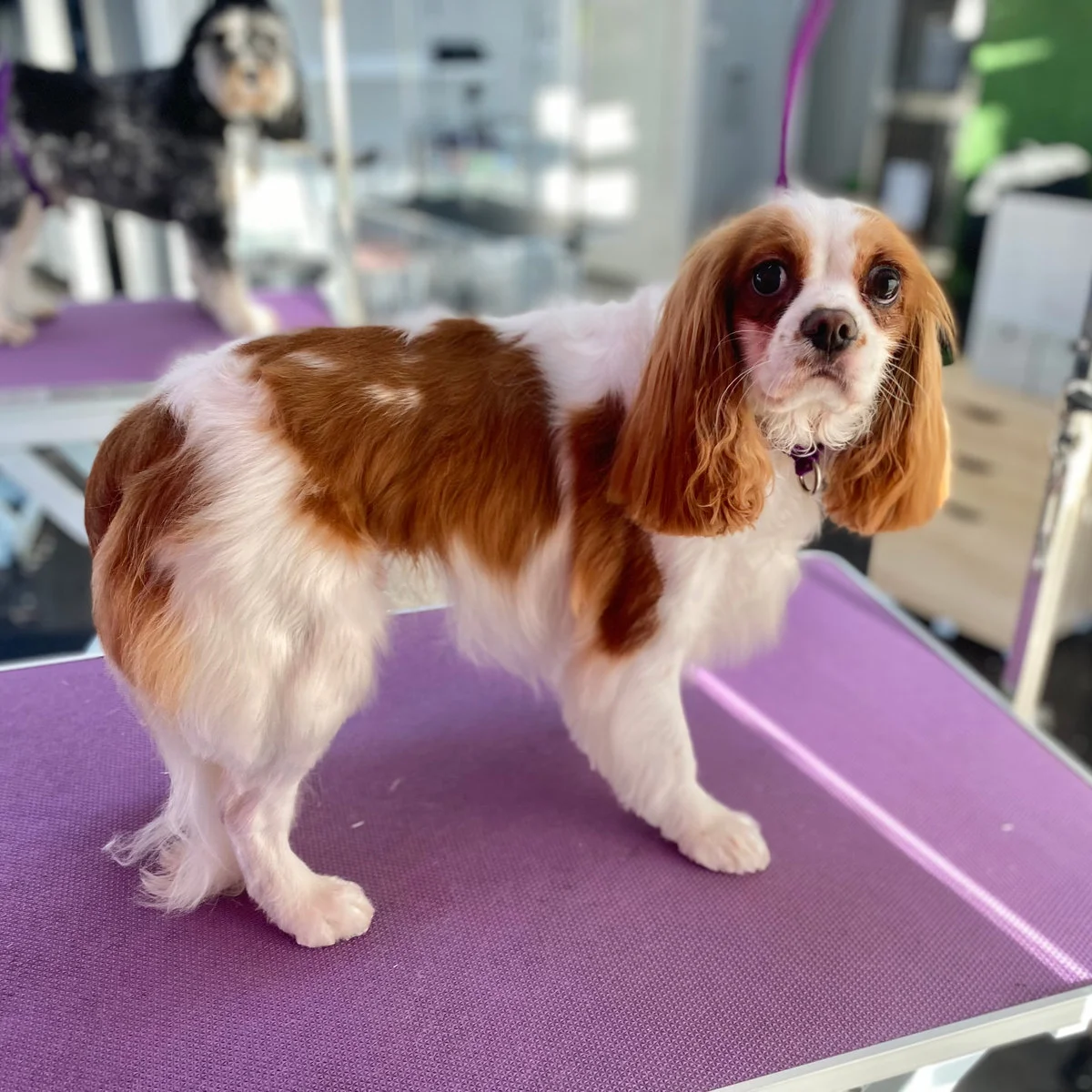 Cavalier standing on the lilac grooming table after a shed-less bath