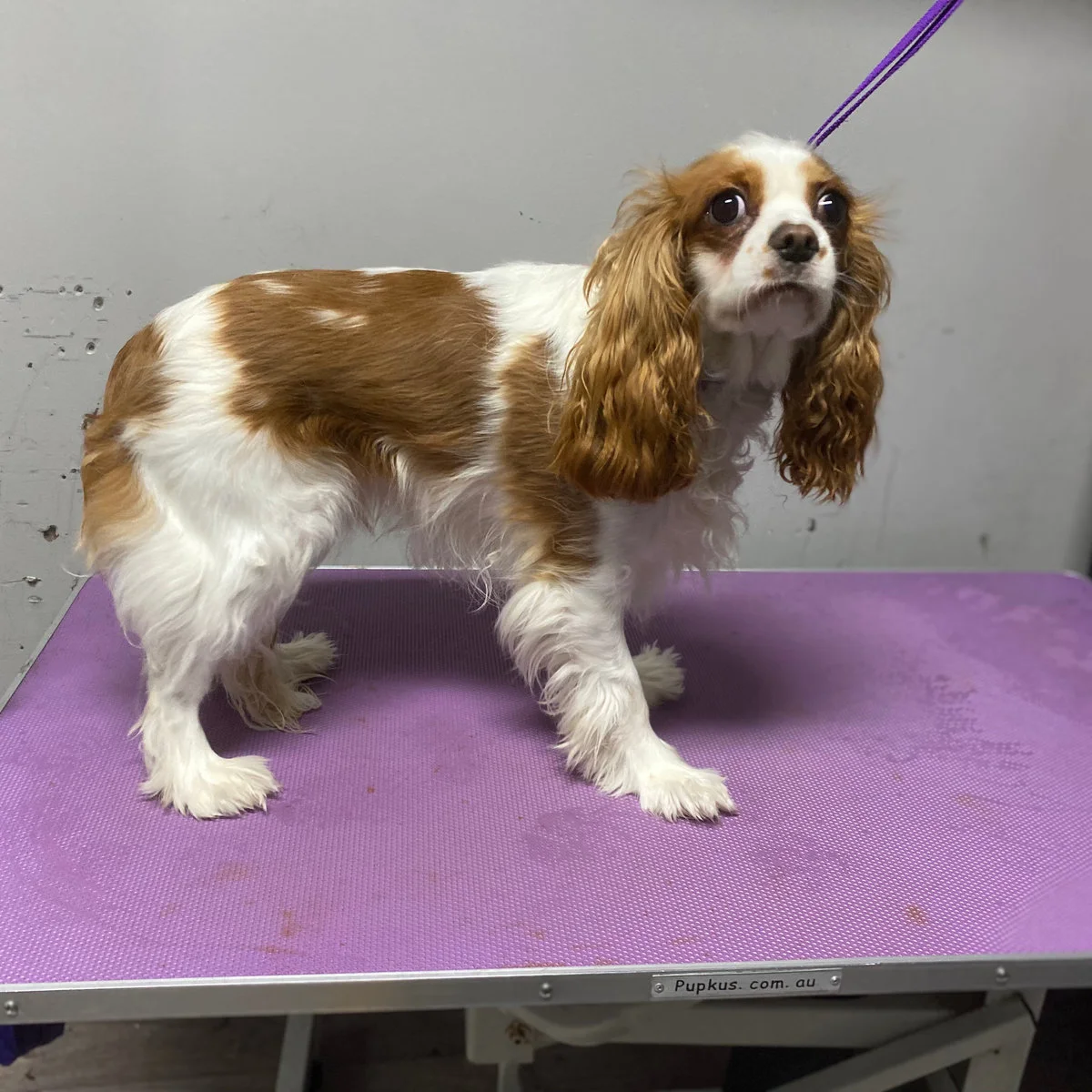 Cavalier King Charles spaniel freshly bathed and blow dried