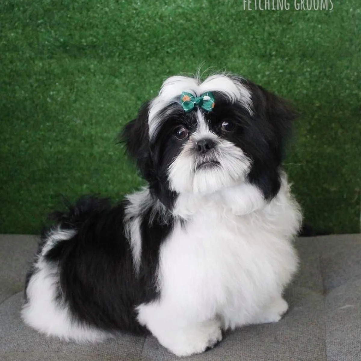 Black and white shih tzu after a tidy up