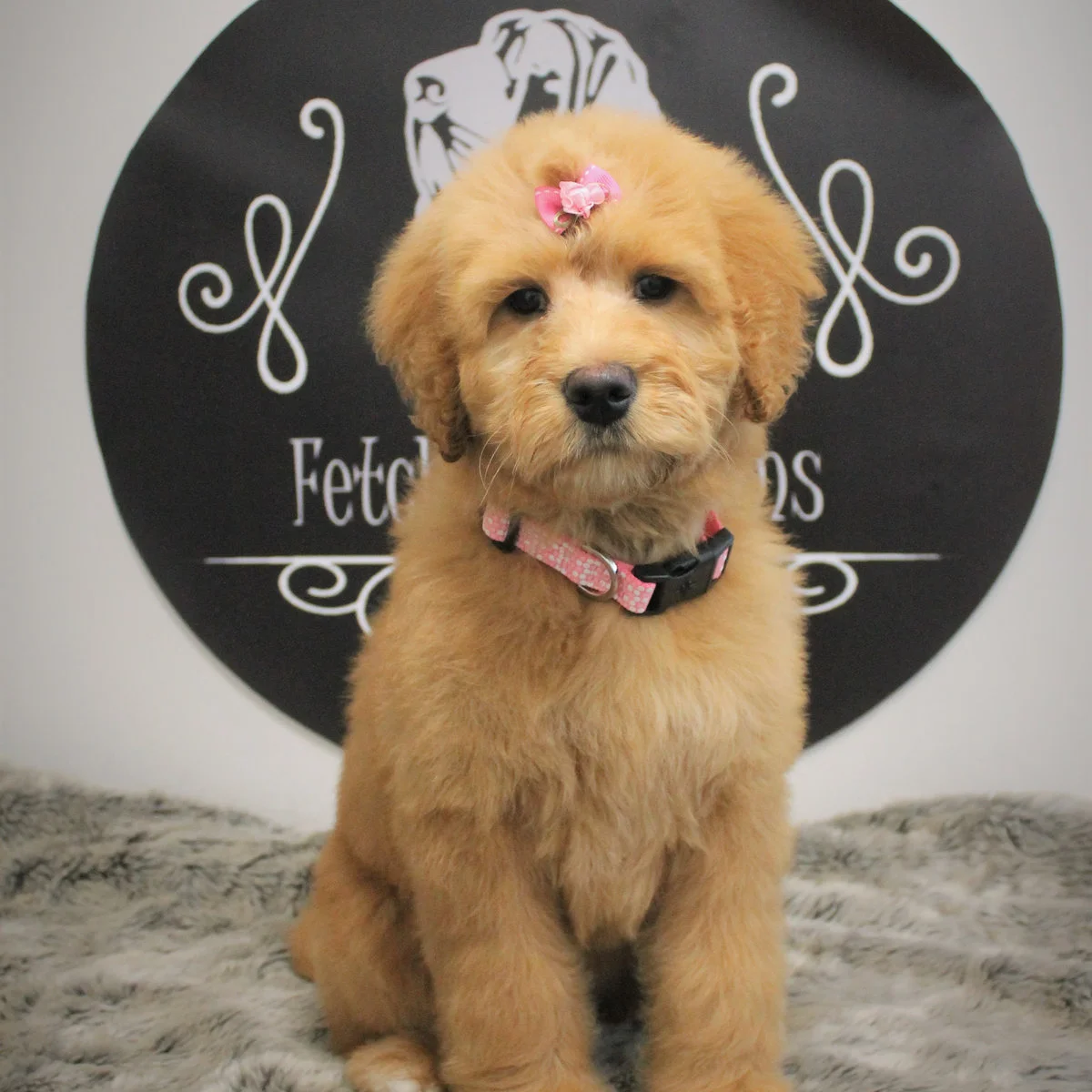 Apricot doodle with a pink bow on the champion backdrop