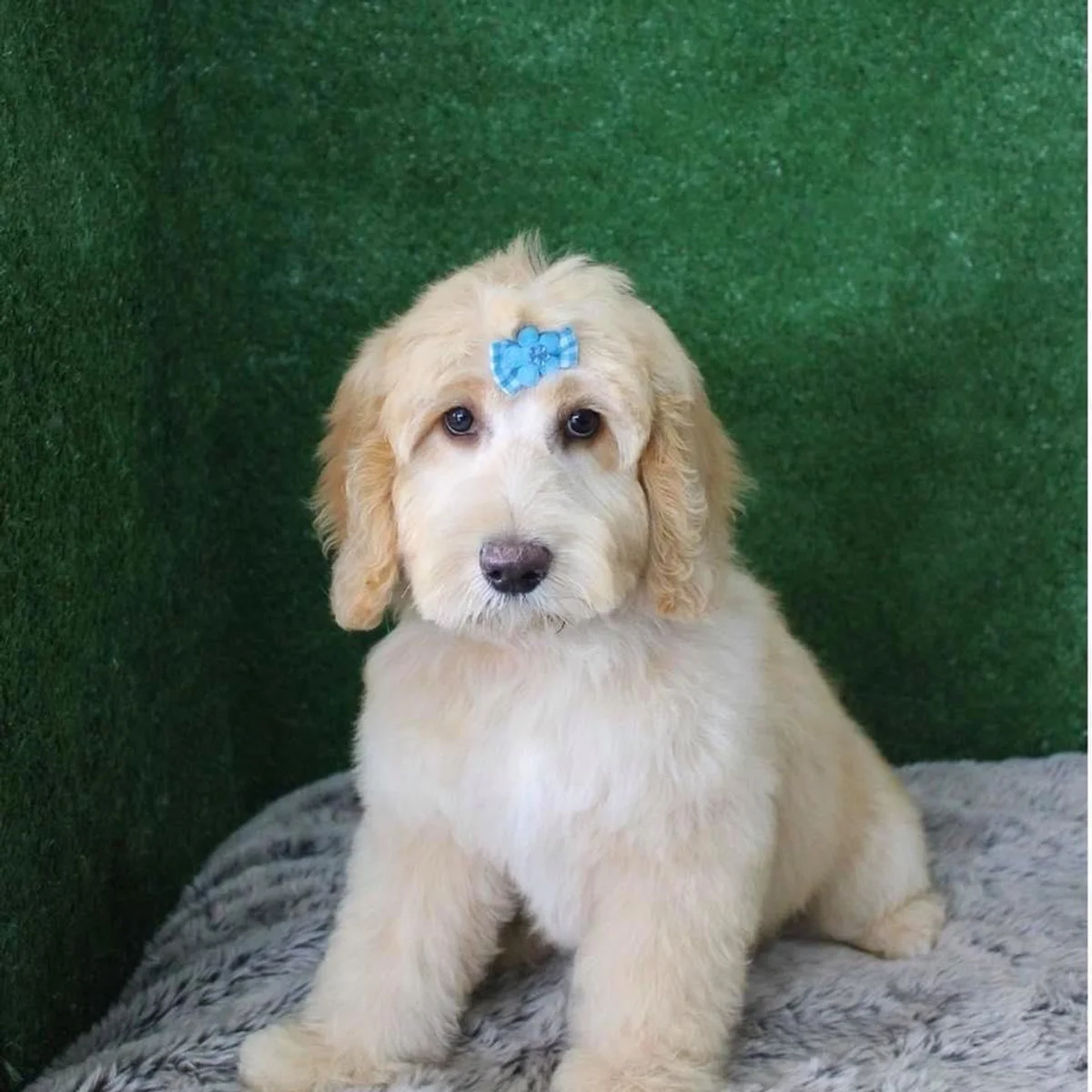 Doodle with a blue bow after a tidy up